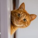 Rental searches for pet friendly properties drop after law change