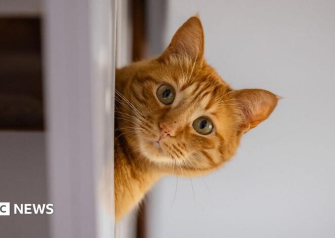 Rental searches for pet friendly properties drop after law change