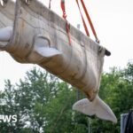 First beluga whales rescued from closed Marineland park arrive at new homes in the US