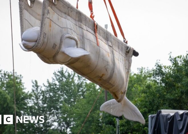 First beluga whales rescued from closed Marineland park arrive at new homes in the US
