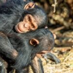 Great Apes kiss and cuddle to keep the peace, says study