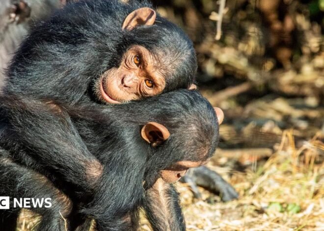 Great Apes kiss and cuddle to keep the peace, says study