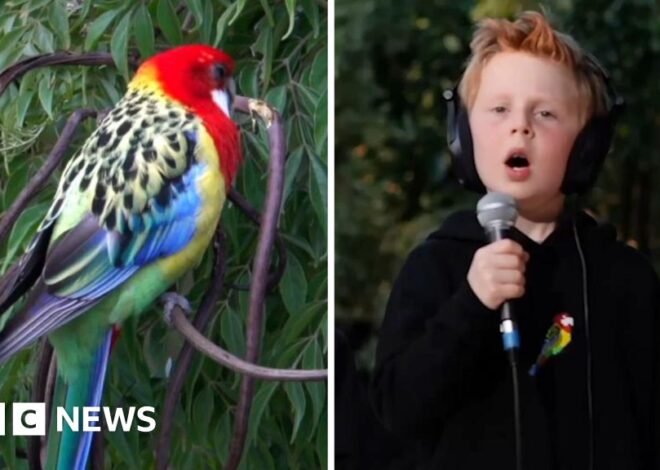 Eastern Rosellas! – Meet the seven-year-old behind viral song