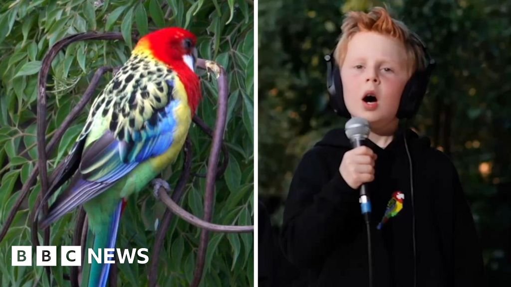 Eastern Rosellas! – Meet the seven-year-old behind viral song