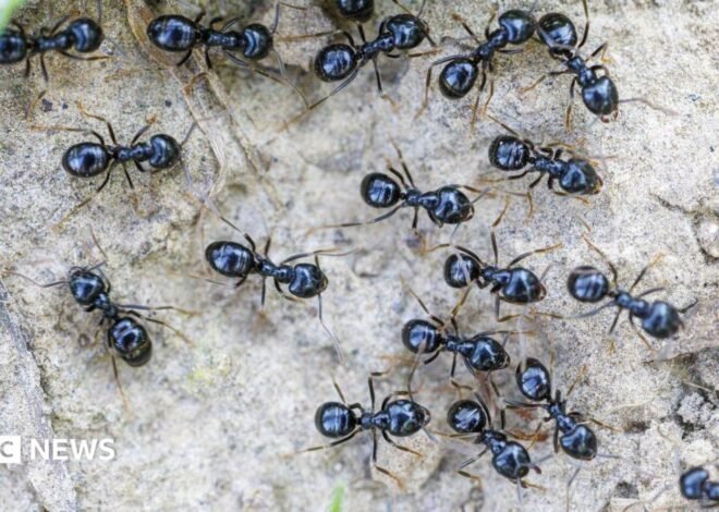 South Korea: Michelin-starred restaurateur faces jail for using ants as garnish