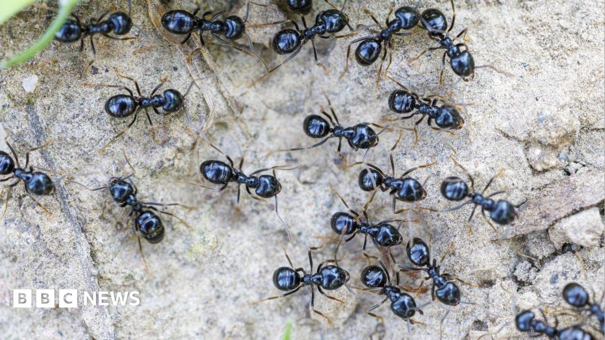South Korea: Michelin-starred restaurateur faces jail for using ants as garnish