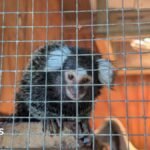 Monkey abandoned in laundry bag on London 302 bus service