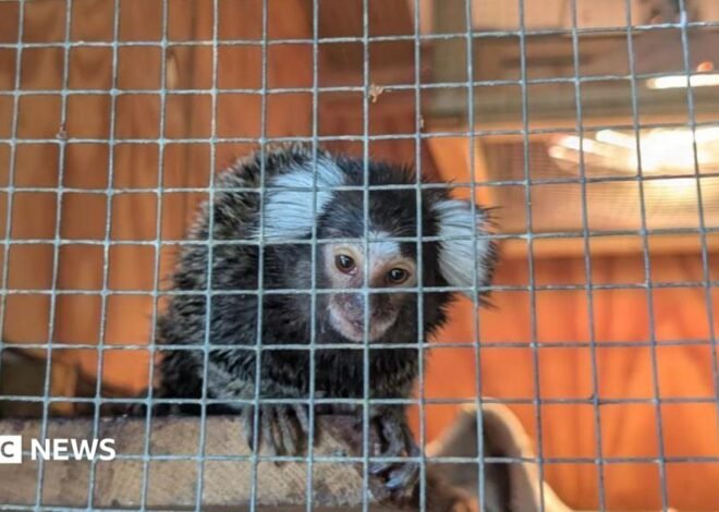 Monkey abandoned in laundry bag on London 302 bus service