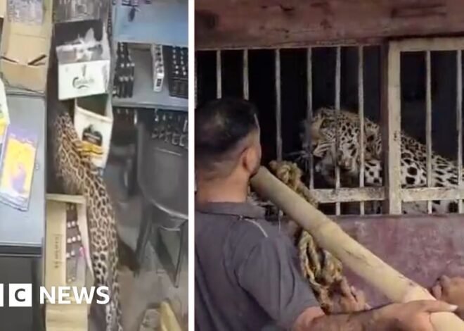 India: Liquor store employee narrowly escapes leopard attack
