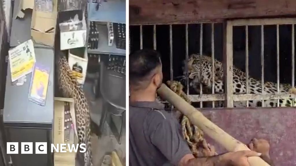 India: Liquor store employee narrowly escapes leopard attack