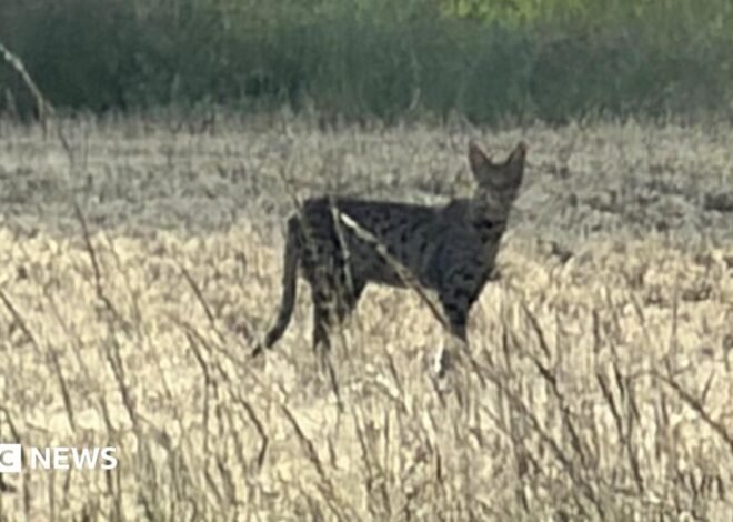 Escaped Savanna cat in Norfolk found in plant pot in back garden