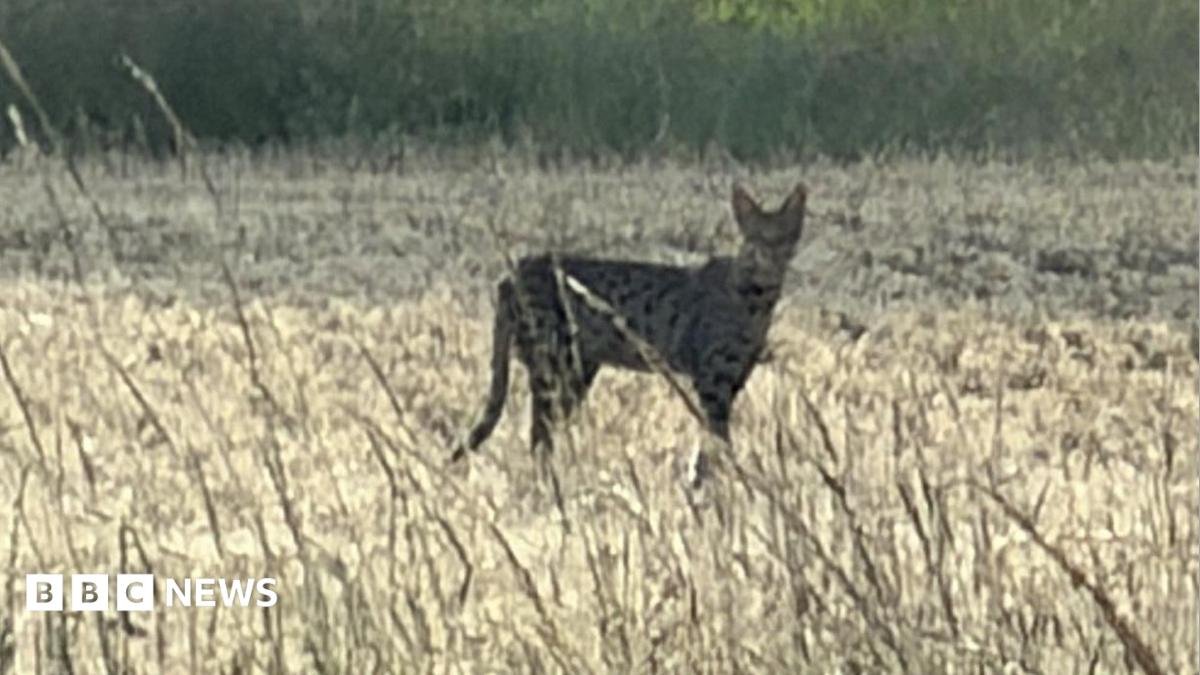 Escaped Savanna cat in Norfolk found in plant pot in back garden