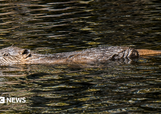 Glen Affric sees first wild-born beavers in 400 years