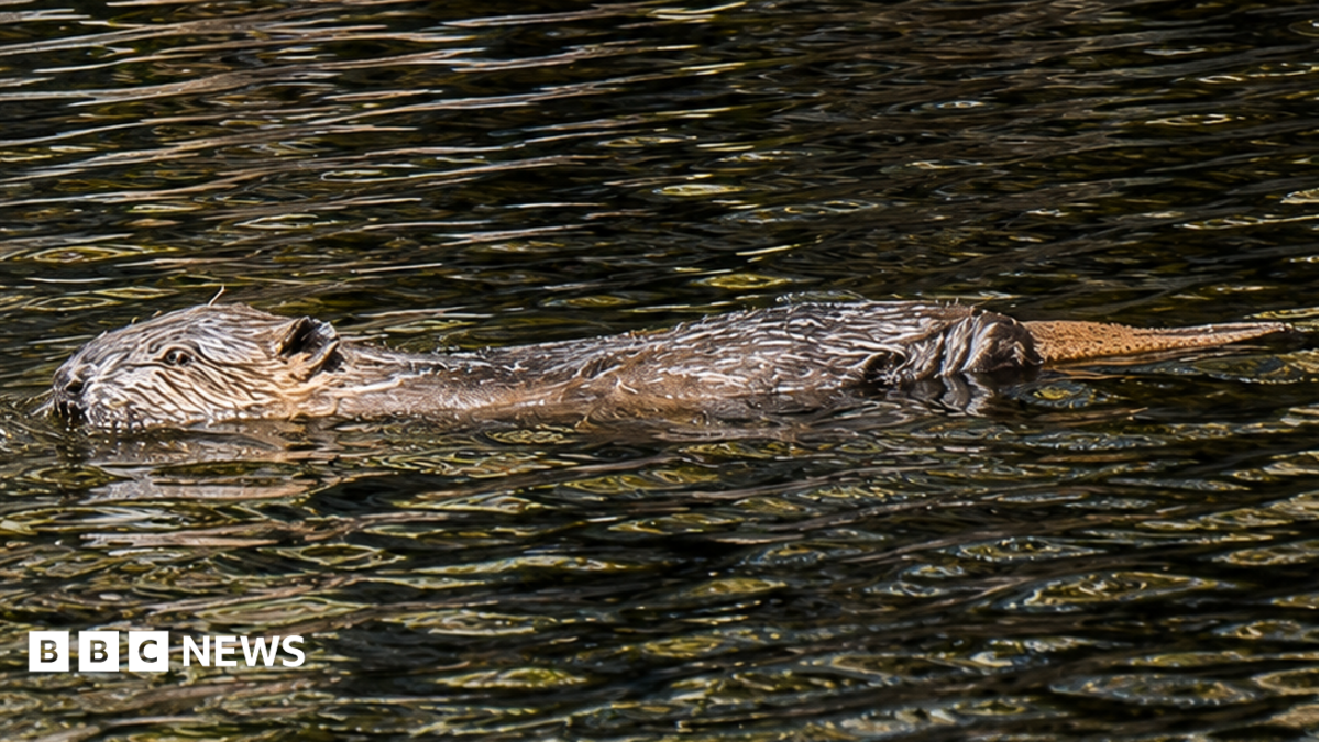 Glen Affric sees first wild-born beavers in 400 years