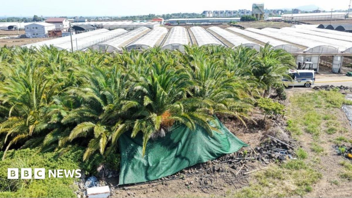 South Korea police find four bodies on Jeju island as missing persons scandal deepens