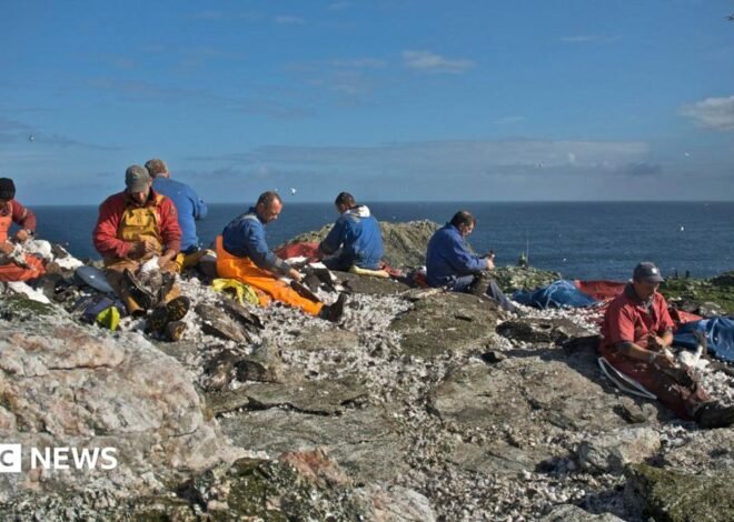 Scottish islanders refused permission to stage annual guga hunt