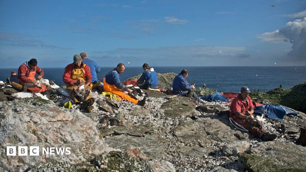 Scottish islanders refused permission to stage annual guga hunt