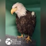 Jackie the bald eagle dies after weeks of intensive care