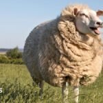 British wool prices increase as global demand rises
