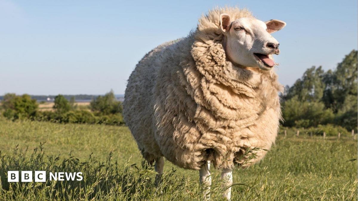 British wool prices increase as global demand rises