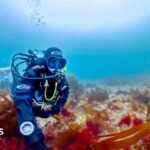 How scientists finally confirmed rare pink seaweed as new species