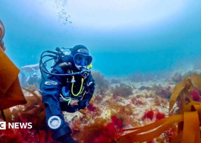 How scientists finally confirmed rare pink seaweed as new species