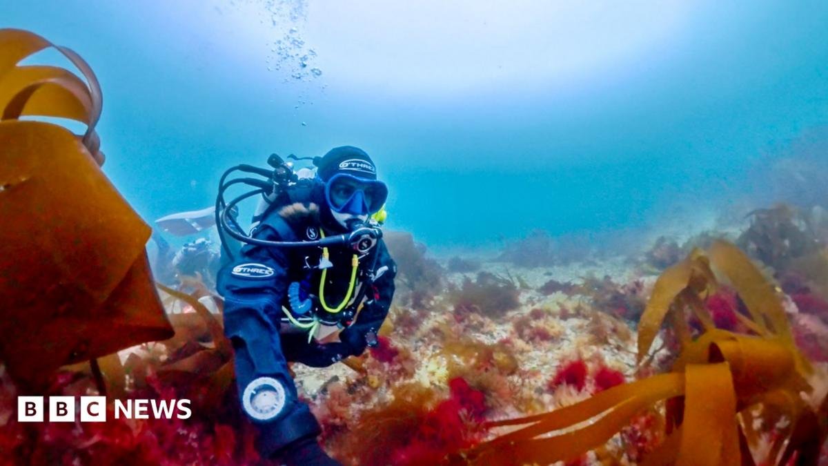 How scientists finally confirmed rare pink seaweed as new species