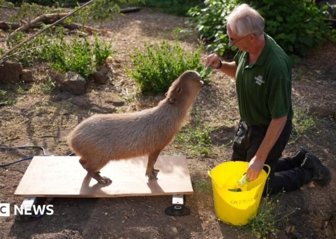 London Zoo animals hop on scales for annual weigh-in