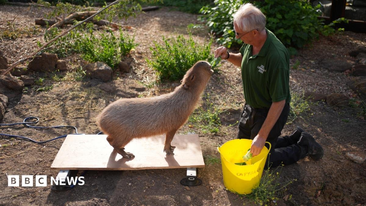 London Zoo animals hop on scales for annual weigh-in