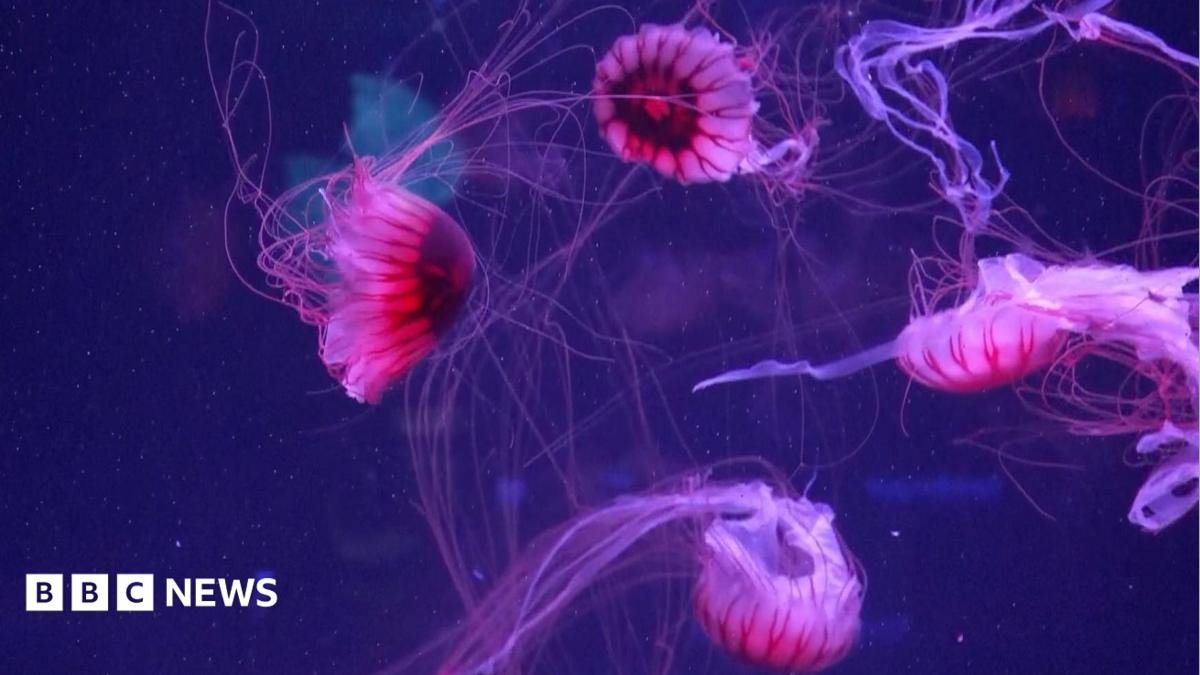 Watch: Jellyfish mesmerise in their own museum in Florida
