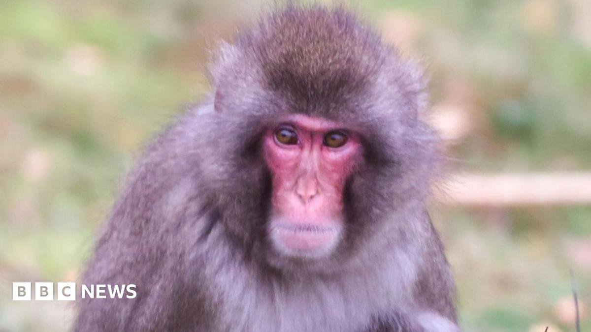 Monkey escapes from Highland Wildlife Park in Cairngorms