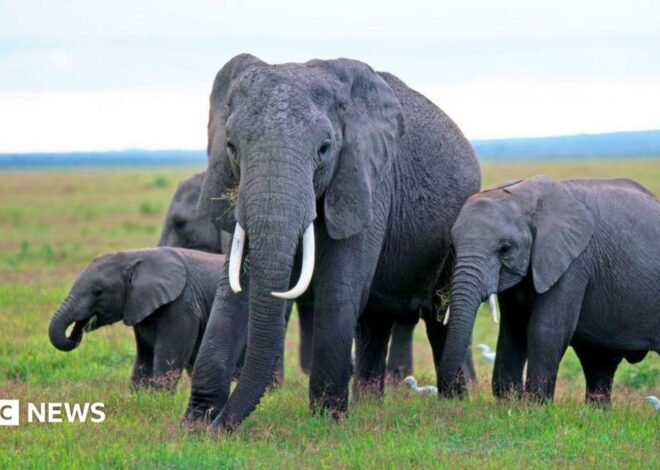 Kenya elephant deaths: Behind the poisoning and the pesticide mystery