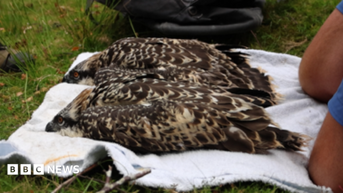 Osprey chicks born on Anglesey for first time, Conservationists say