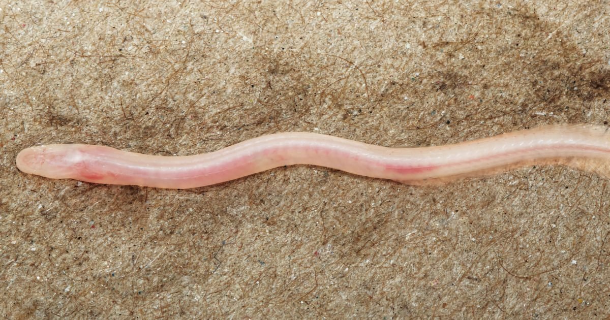 A random TikTok video helped scientists discover a rare underground fish in India