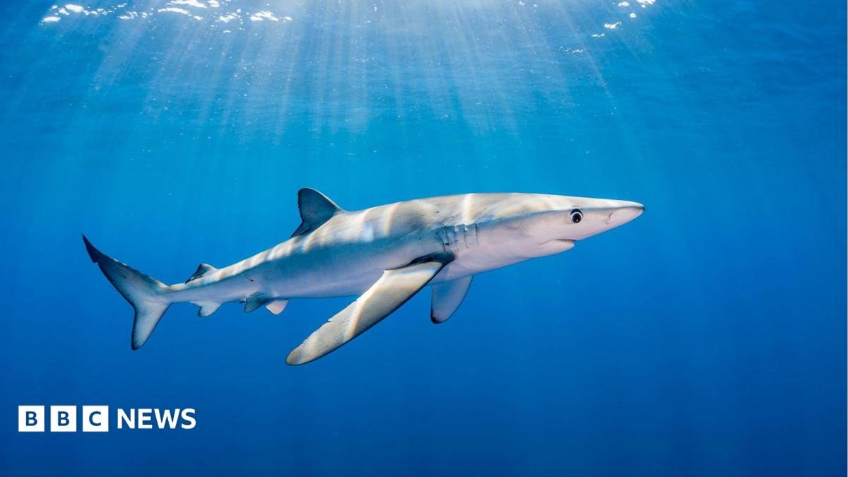 Waterford: Man bitten by blue shark to undergo surgery