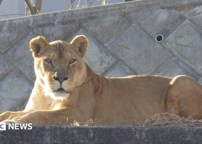 Three lions die in zoo as Japan battles extreme heat