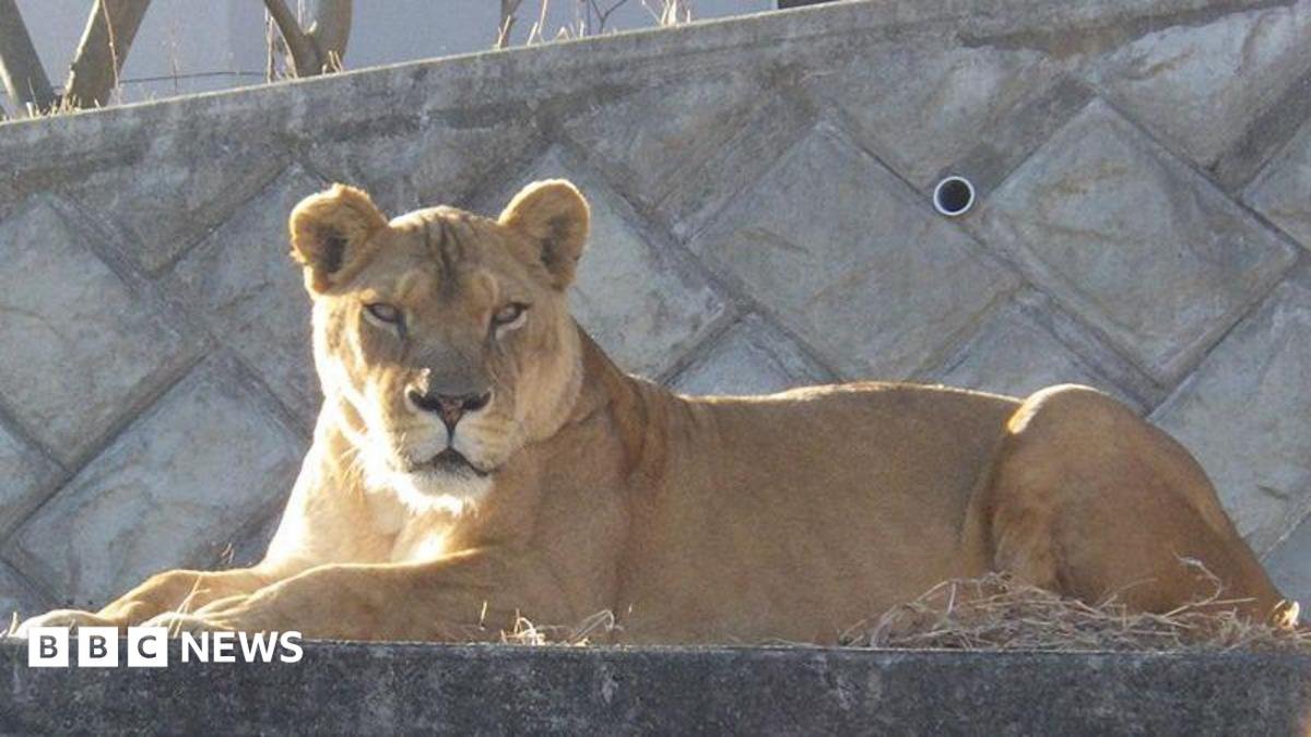 Three lions die in zoo as Japan battles extreme heat