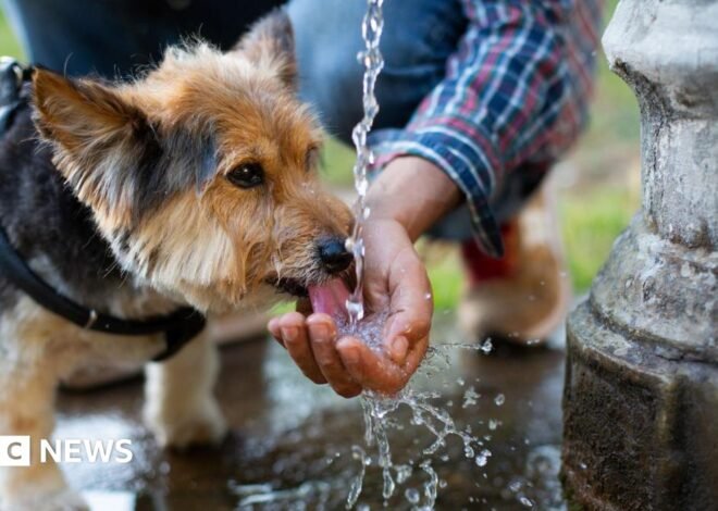 When is it too hot to walk your dog, and how to keep pets cool