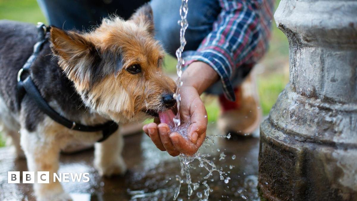 When is it too hot to walk your dog, and how to keep pets cool