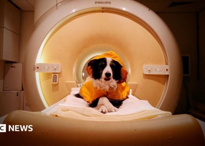 We should smile at our dogs – a new scientific study reveals why