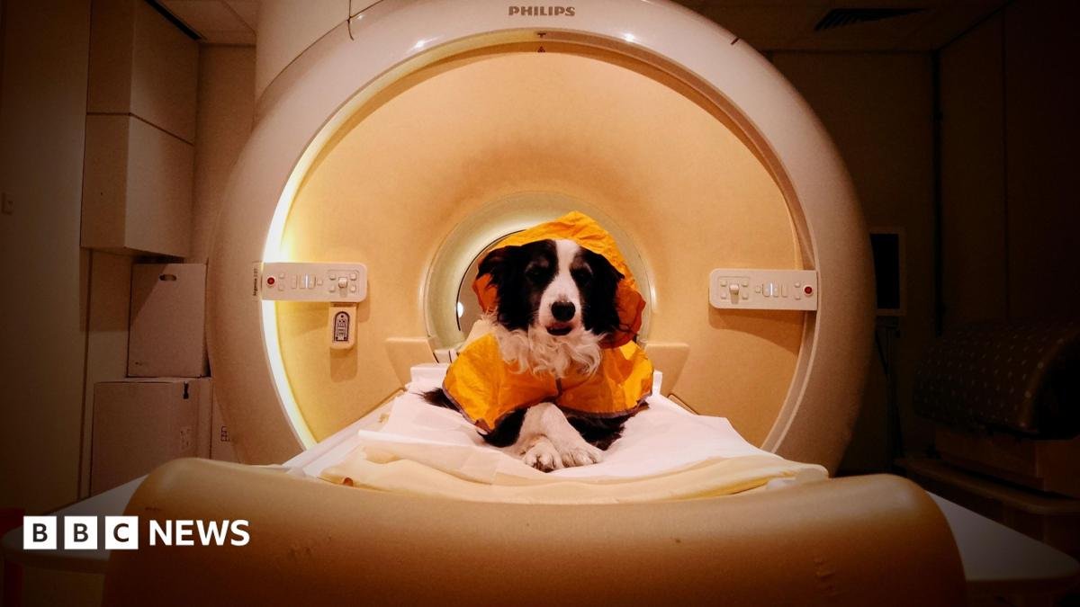 We should smile at our dogs – a new scientific study reveals why