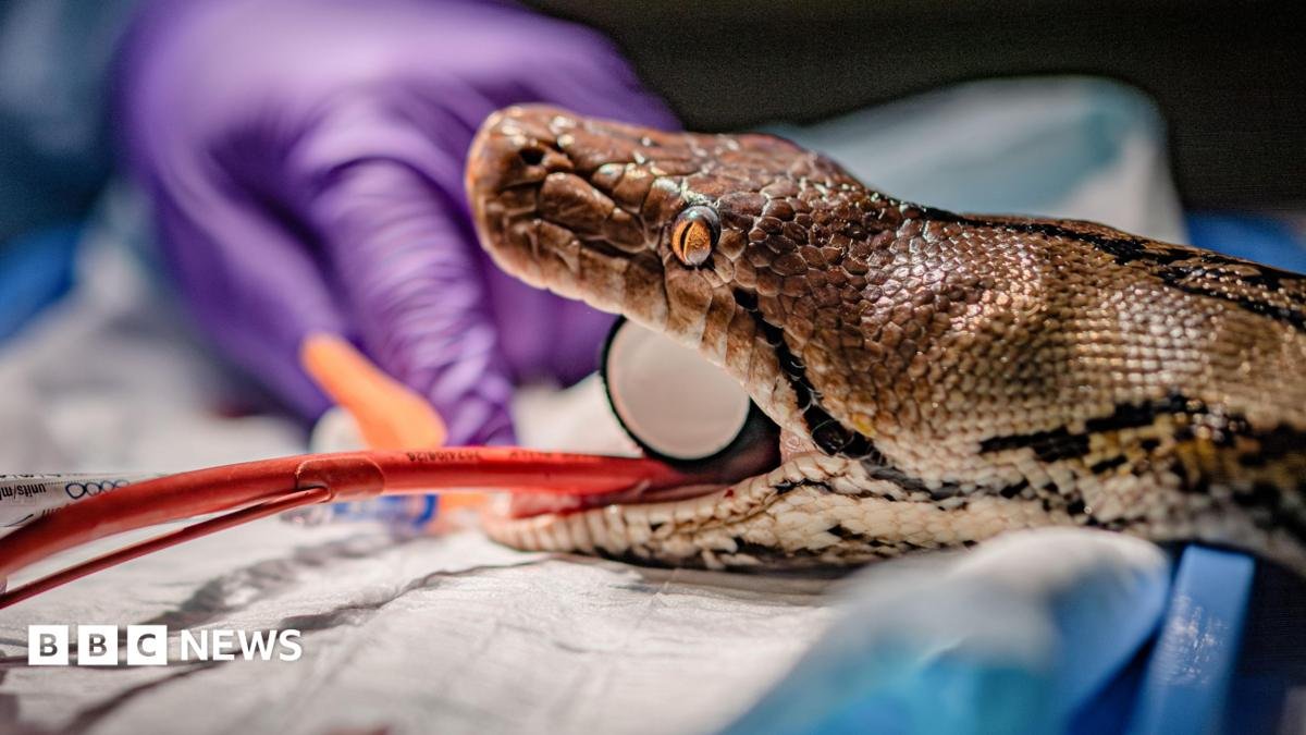 Snake at Chester Zoo undergoes ‘world-first’ human cancer therapy