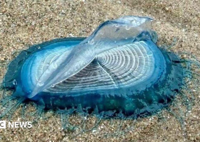 Hundreds of by-the-wind-sailors wash up on St Bees beach