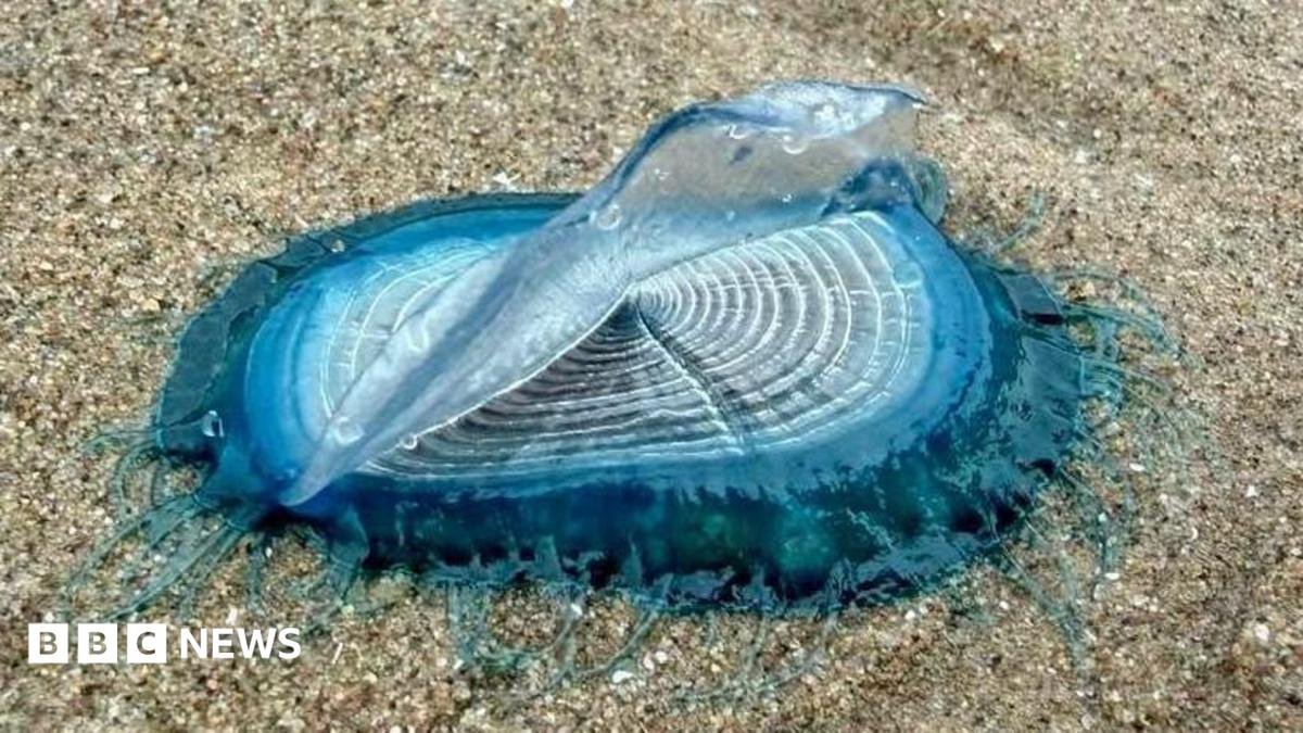 Hundreds of by-the-wind-sailors wash up on St Bees beach
