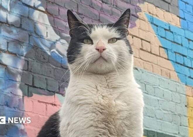 How stray cats in Coventry made rave nights and pubs their home