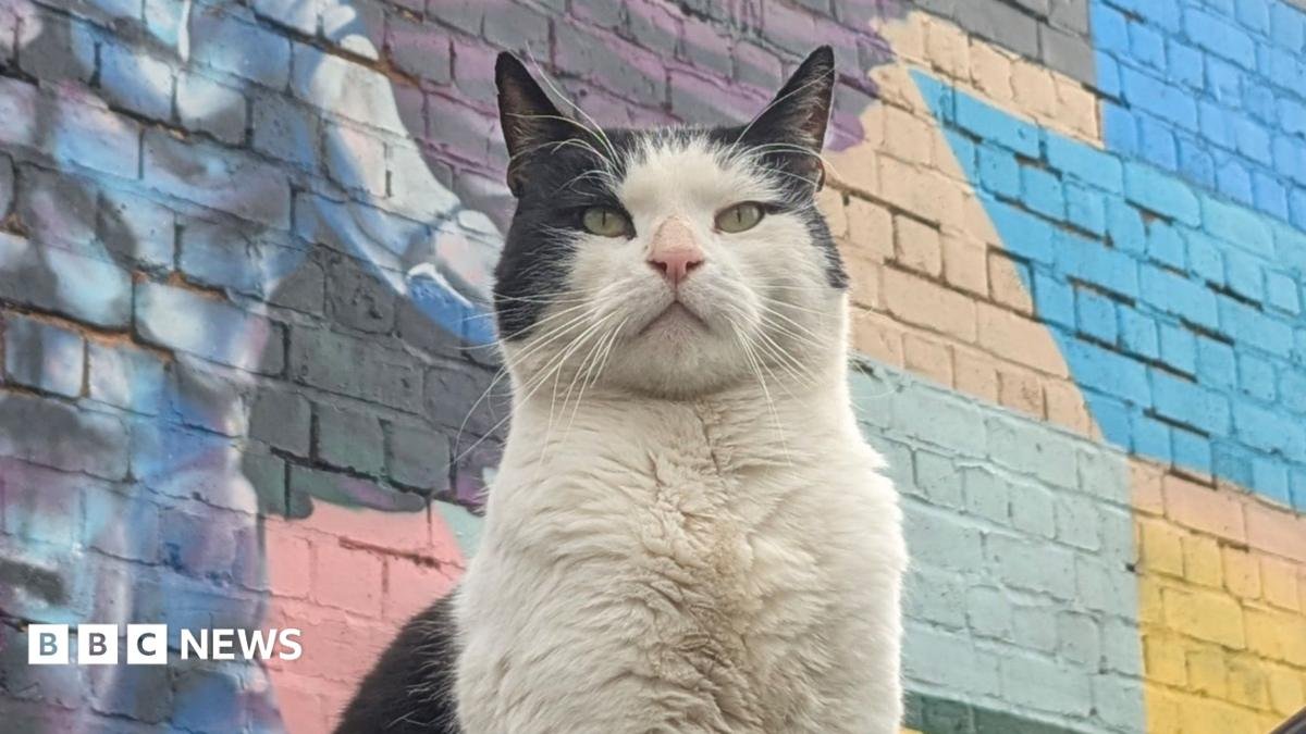 How stray cats in Coventry made rave nights and pubs their home
