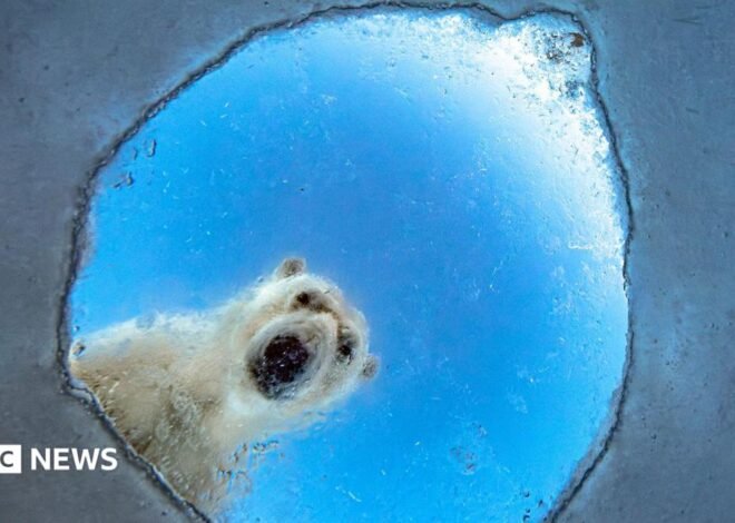 Wildlife Photographer of the Year 2026 – the best pictures so far