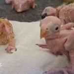 Parrot eggs hatch in South Africa after suspected Thai smuggler arrested at OR Tambo airport