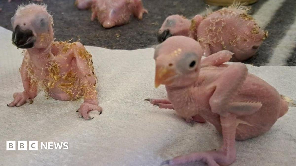 Parrot eggs hatch in South Africa after suspected Thai smuggler arrested at OR Tambo airport