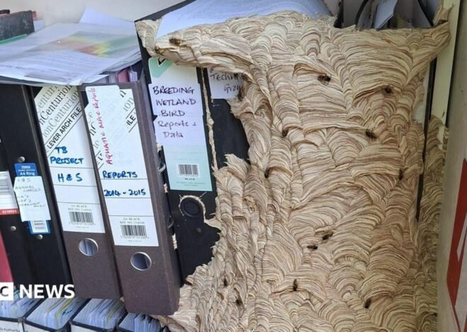 Huge wasp nest takes over Norfolk Wildlife Trust workers office